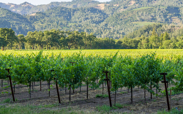 Shafer Winery/ Foto: Vivian Bibliowicz