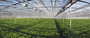 Corp Oil inaugura vivero que producirá 10 mil plantas al año