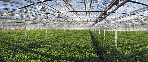 Corp Oil inaugura vivero que producirá 10 mil plantas al año