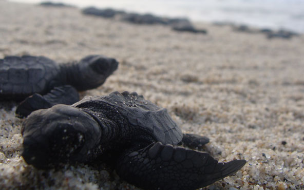 Tortuga Golfina