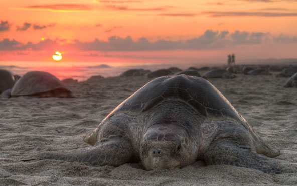 Tortuga Golfina desovando en Oaxaca