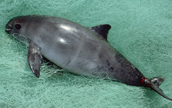 Caza de la vaquita marina