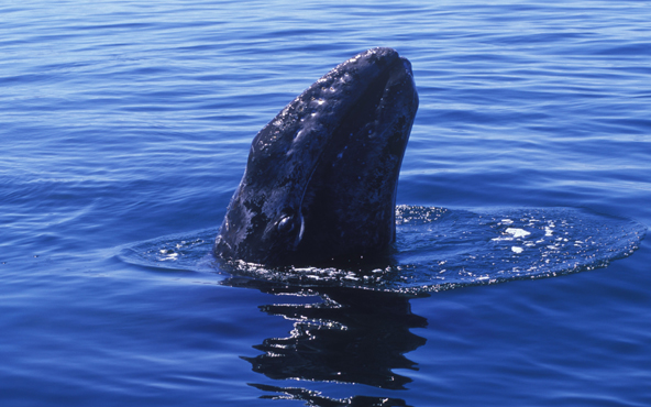 ballena