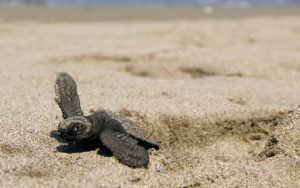 Tortuga Golfina