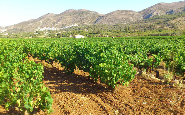 Viñedo en Baja California