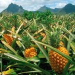 Producción de piña