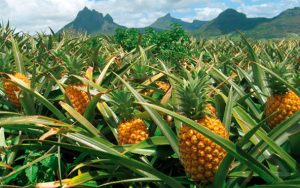 Producción de piña