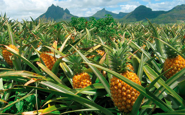 Producción de piña