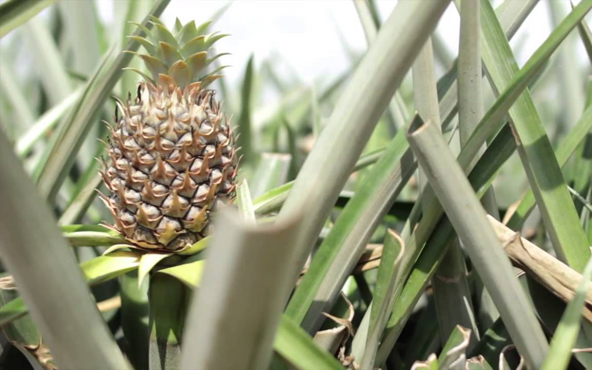 Producción de Piña