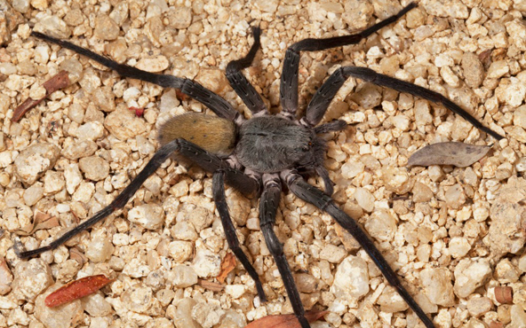 La araña tiene ocho ojos pequeños y brillantes, la cabeza y las patas son de color marrón, el abdomen se tinta de un color amarillo, su cuerpo es peludo. En cuanto a su tamaño puede llegar a medir 10 centímetros