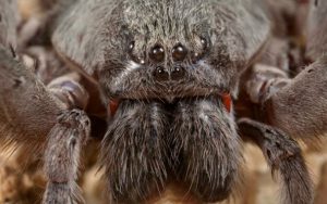 Califorctenus cacachilensis