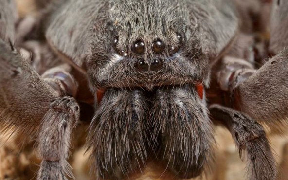 Califorctenus cacachilensis