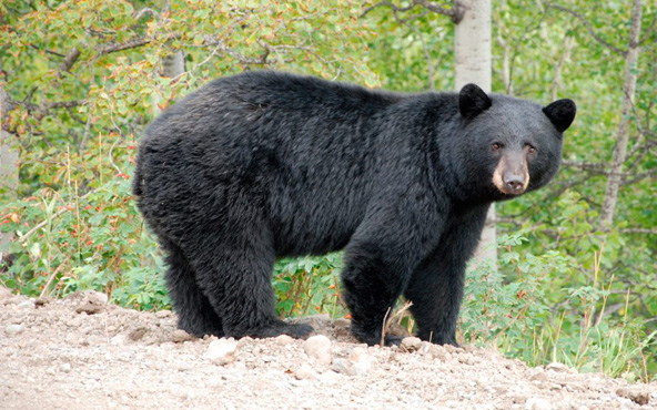 Oso Negro Americano