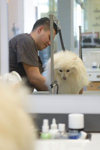 Estética, uno de los servicios que dan en las tiendas de PetCo